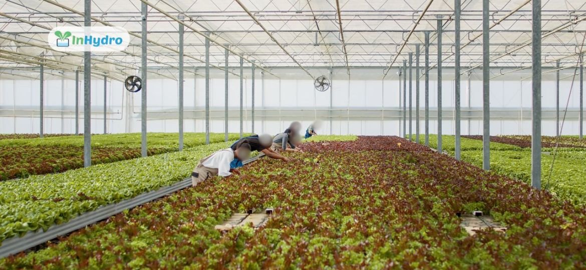 How to Scale Your Hydroponic Farm Tips for Growing a Commercial Business