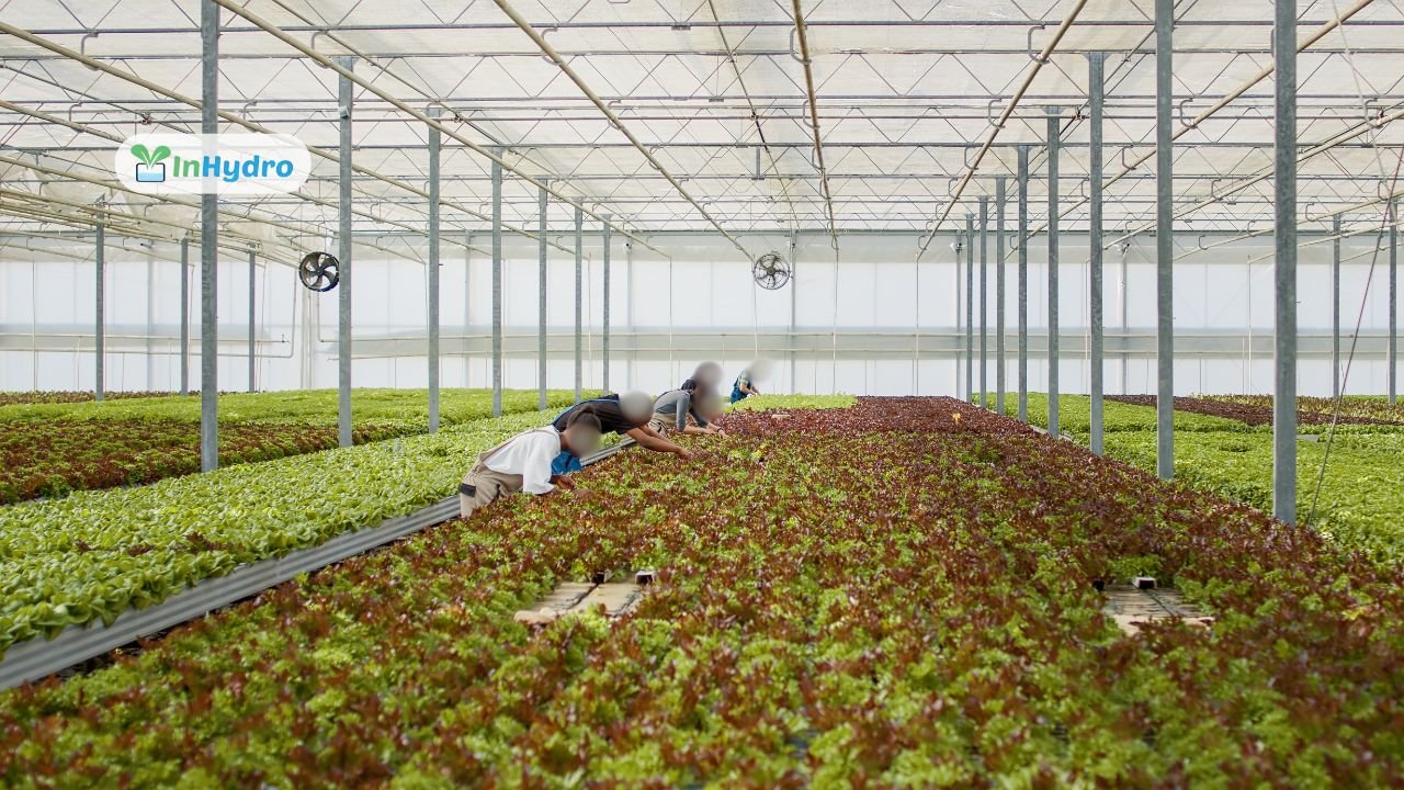 How to Scale Your Hydroponic Farm Tips for Growing a Commercial Business