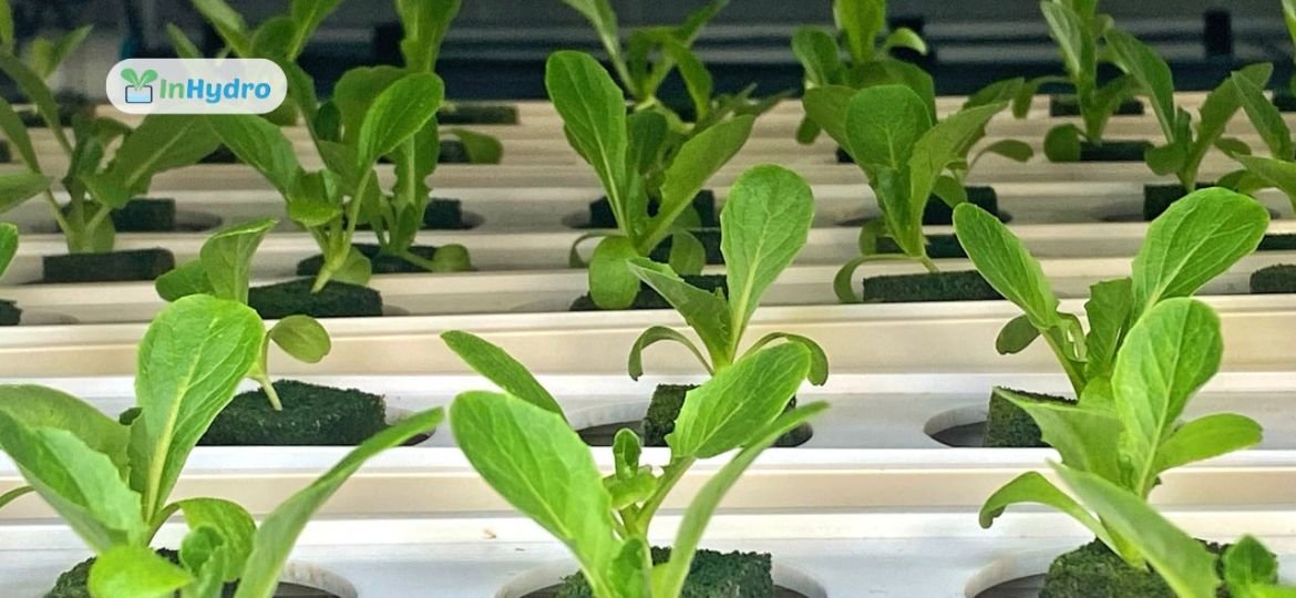 How to Start a Profitable Hydroponic Farm A Step-by-Step Guide