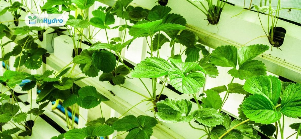 Hydroponics in 2025 Emerging Trends Shaping the Future of Farming