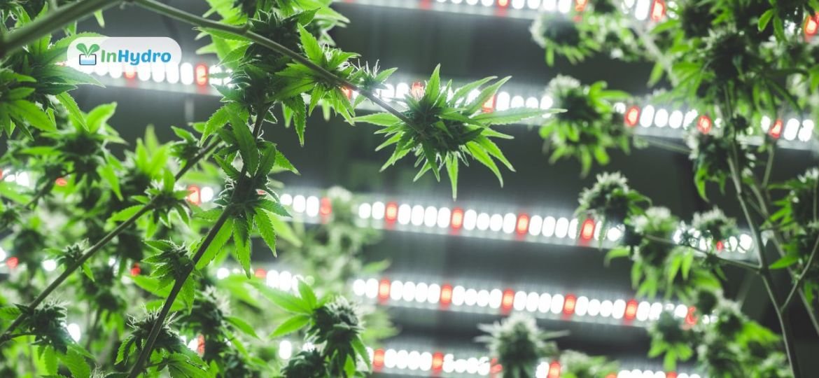 InHydro’s Horticulture Grow Lights: Transforming Hydroponic Farming with Smart Lighting Solutions