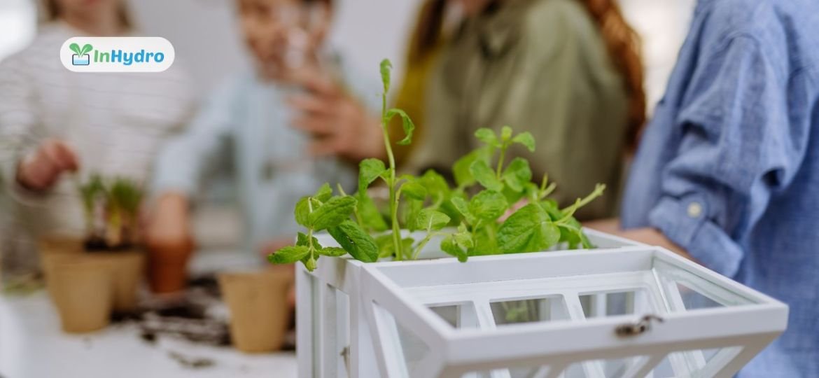 Introducing Hydroponics in Schools An Affordable and Impactful Initiative