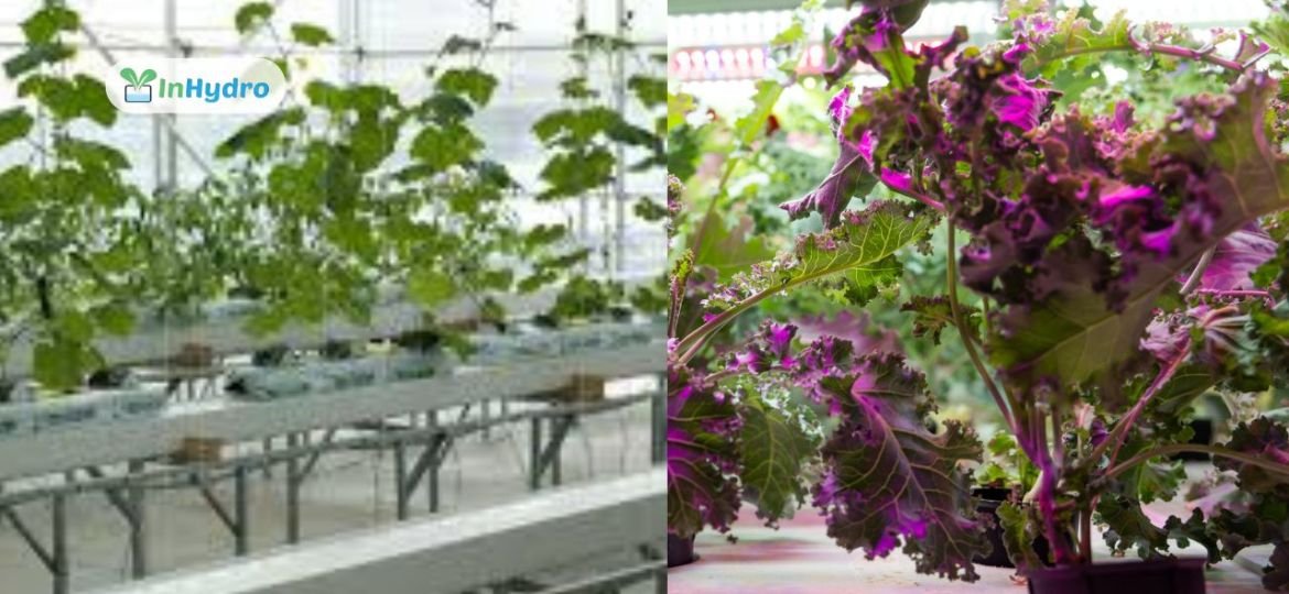 Leafy Greens vs. Vine Crops Which Are Better for Hydroponic Farming in India