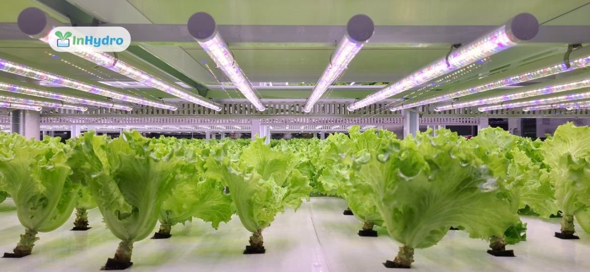 The Role of Artificial Lighting in Hydroponics Maximizing Crop Yields