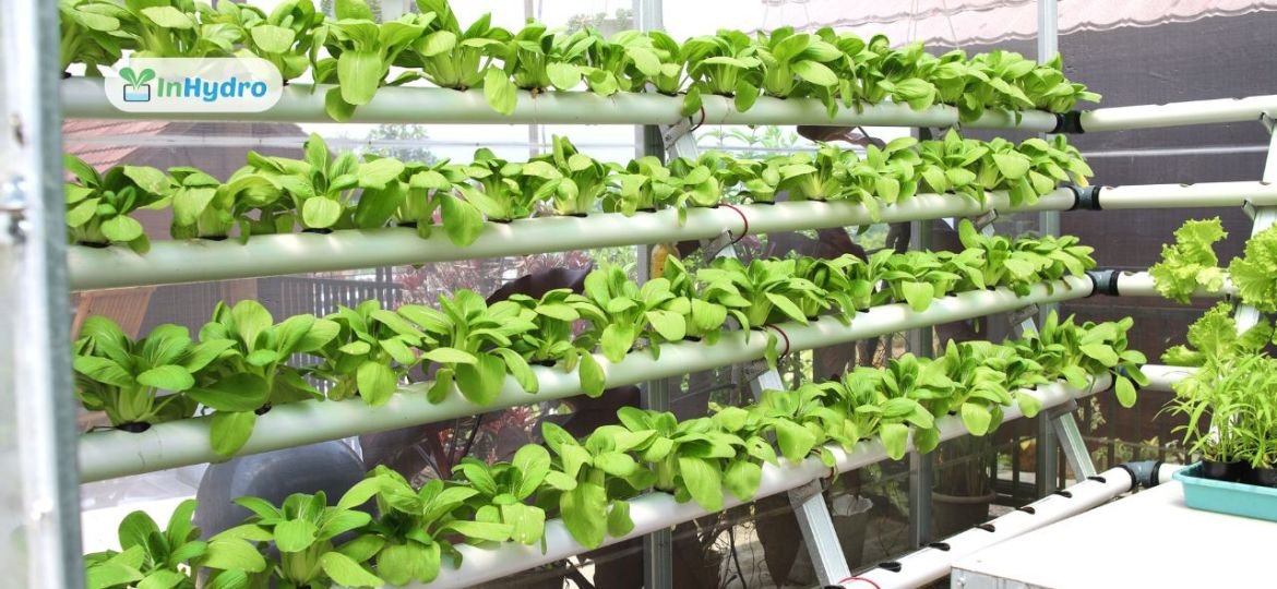 Understanding the Nutrient Film Technique (NFT)_ A Modern Approach to Hydroponic Farming