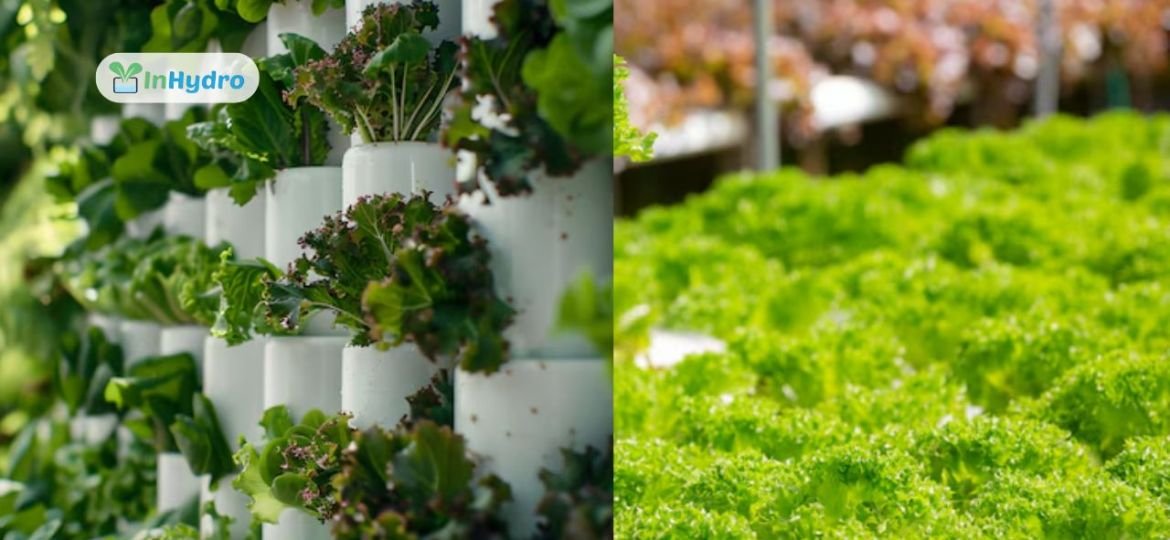 A Complete Guide to Aeroponics vs. Hydroponics_ Which is Better