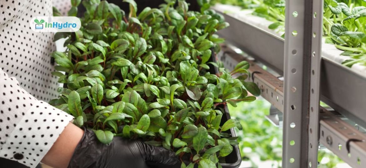 How Hydroponic Farming Supports Local Food Production & Reduces Food Miles