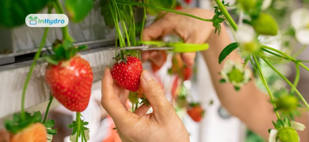 How to Grow Strawberries Hydroponically_ Step-by-Step Guide