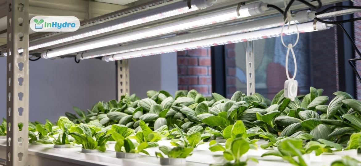 Indoor Hydroponic Systems: The Future of Homegrown Food