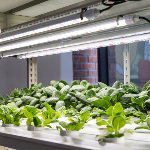 Indoor Hydroponic Systems: The Future of Homegrown Food