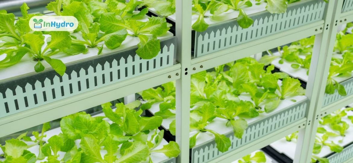 Small-Space Farming_ How Apartment Dwellers Can Grow Fresh Produce Hydroponically