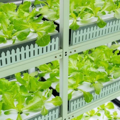 Small-Space Farming_ How Apartment Dwellers Can Grow Fresh Produce Hydroponically