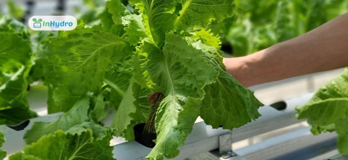 Zero-Waste Farming How Hydroponics Eliminates Soil and Pesticide Pollution