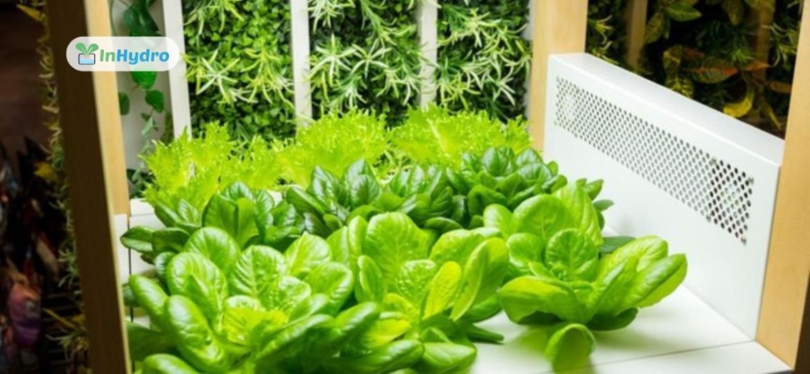 Balcony Hydroponics: A Step-by-Step Guide for Small Space Gardening