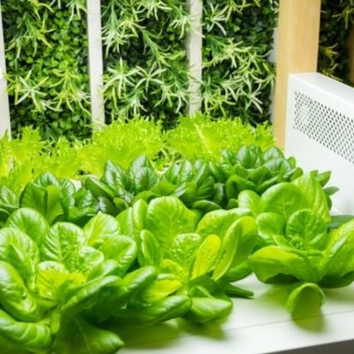 Balcony Hydroponics: A Step-by-Step Guide for Small Space Gardening