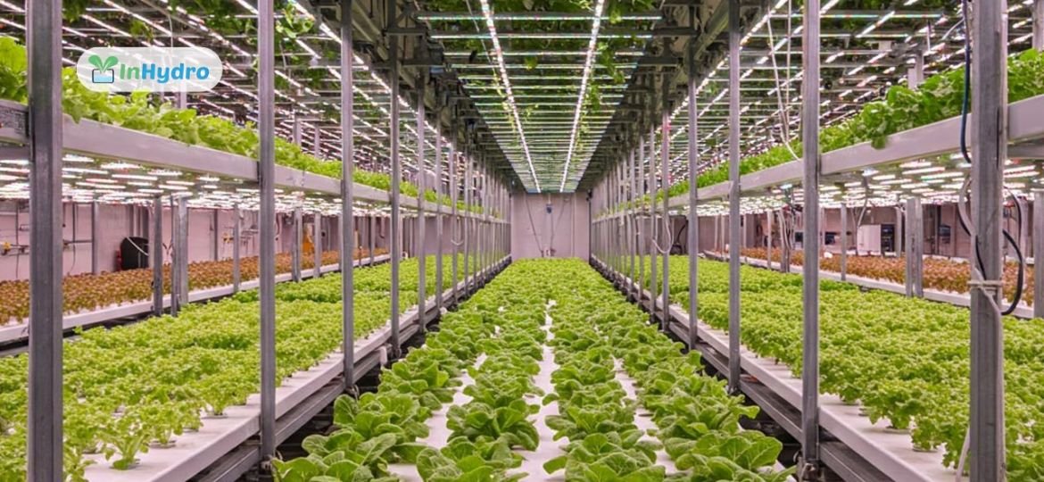 Combating Food Insecurity: How Hydroponics Can Improve Access to Fresh Produce