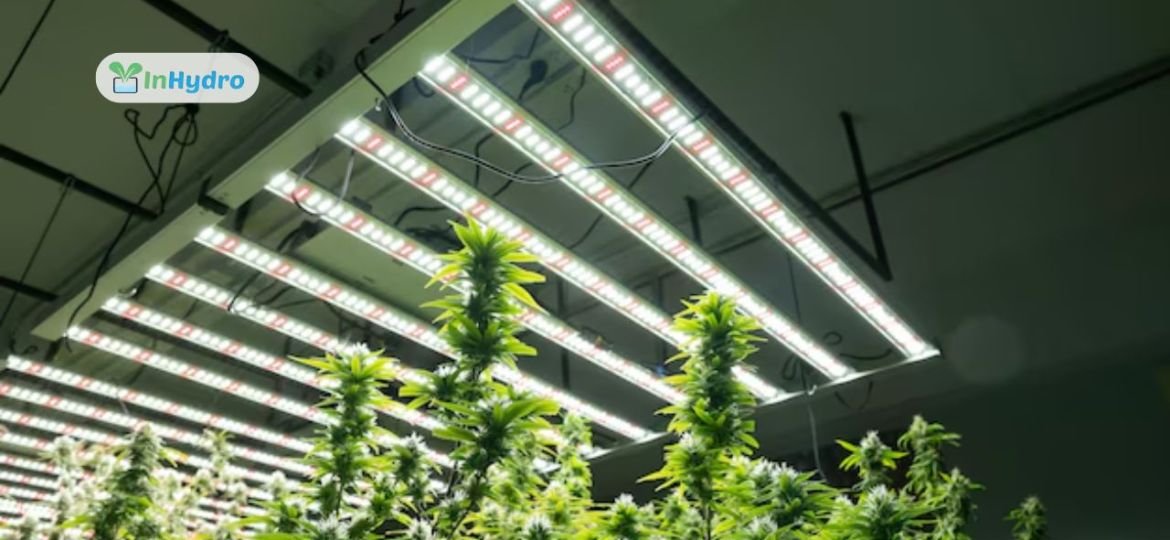 Grow Like a Pro: Choosing the Right LED Grow Lights for Hydroponics