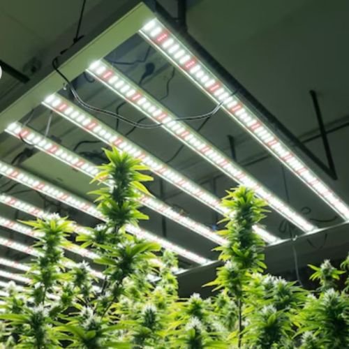 Grow Like a Pro: Choosing the Right LED Grow Lights for Hydroponics