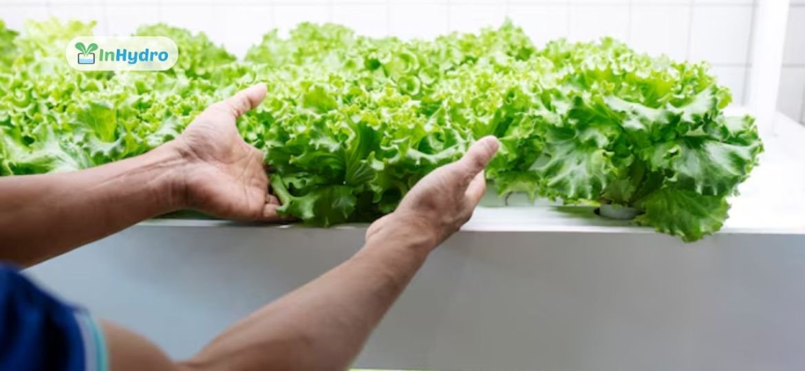 How Hydroponic Food is Changing Consumer Buying Behavior