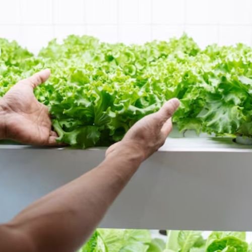 How Hydroponic Food is Changing Consumer Buying Behavior