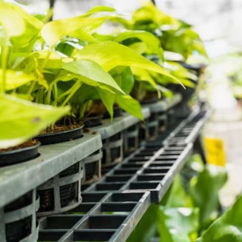 How to Set Up a Hydroponic System for Schools & Educational Institutions