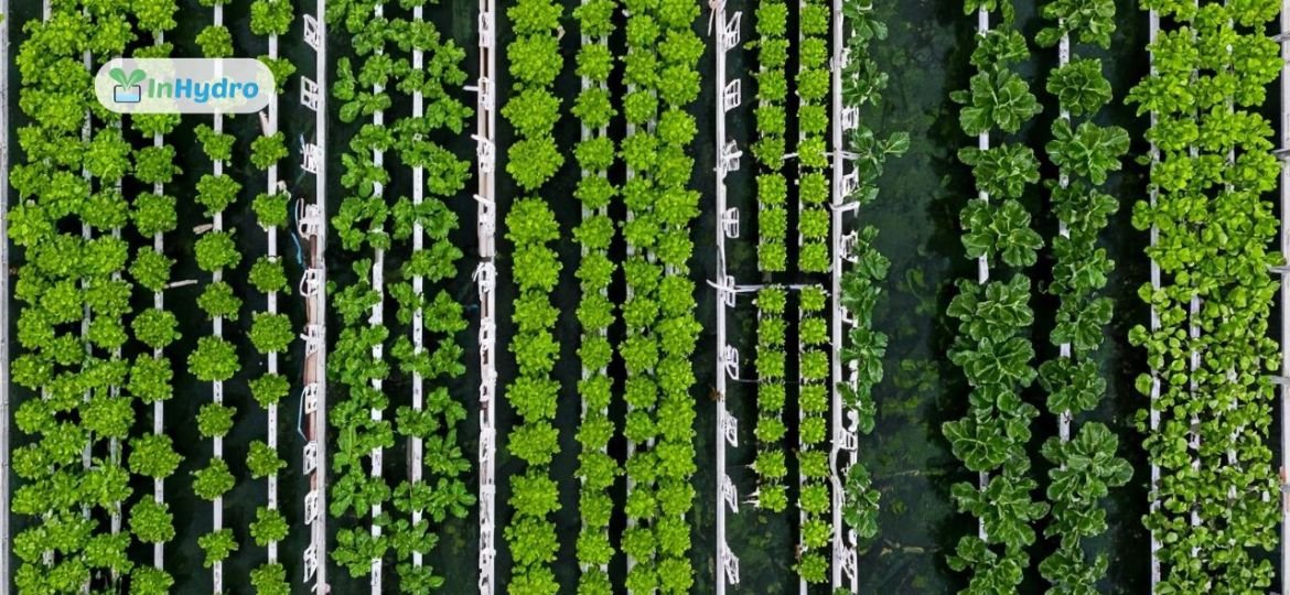 Localizing Food Production: How Hydroponics Reduces Dependence on Imports