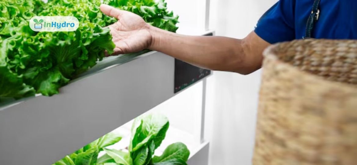 Organic vs. Hydroponic: What Consumers Need to Know About Nutritional Value