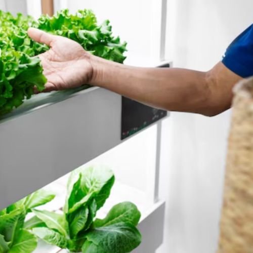 Organic vs. Hydroponic: What Consumers Need to Know About Nutritional Value