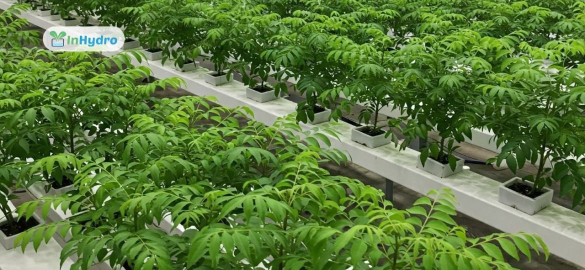 Can You Grow Curry Leaves Hydroponically? A Step-by-Step Guide