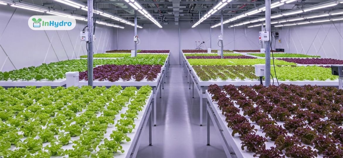 Community Hydroponic Farms Feeding Cities Sustainably