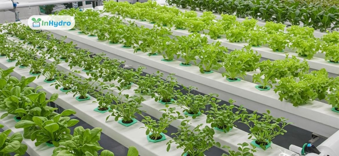 How to Get a Paid Internship in Hydroponic Farming in India