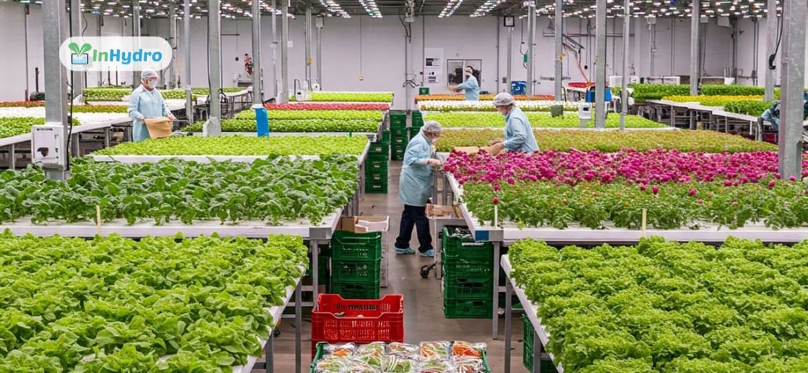 Hydroponic Farming for Export: Unlocking Global Markets for High-Quality Produce