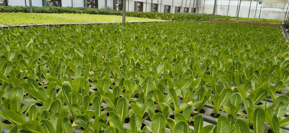 Hydroponic greenhouse with healthy leafy green crops grown in a controlled environment
