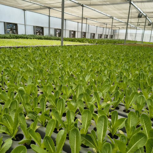 Hydroponic greenhouse with healthy leafy green crops grown in a controlled environment