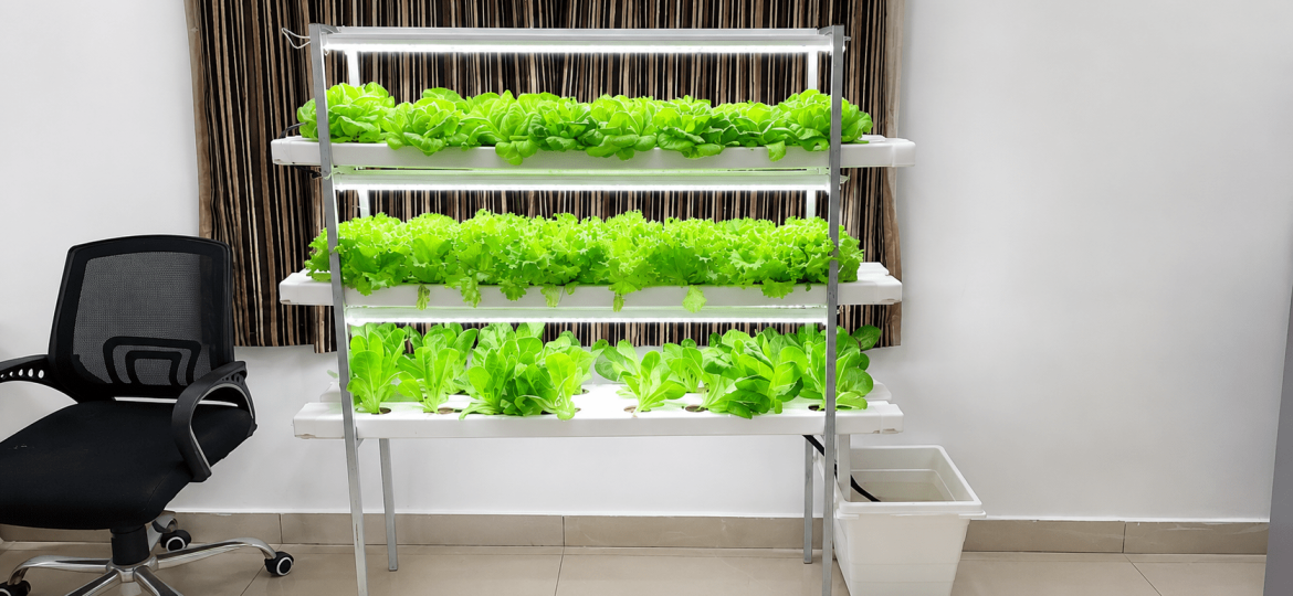 Indoor hydroponic system growing fresh leafy vegetables in a vertical farming setup