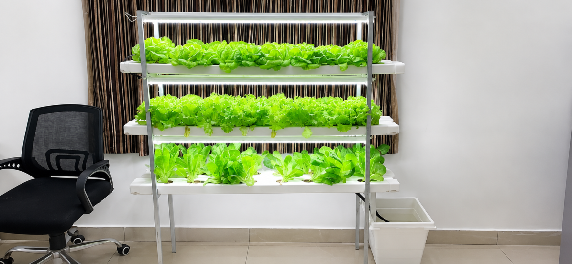 Indoor hydroponic system growing fresh leafy vegetables in a vertical farming setup