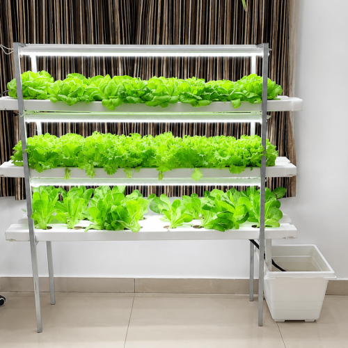 Indoor hydroponic system growing fresh leafy vegetables in a vertical farming setup