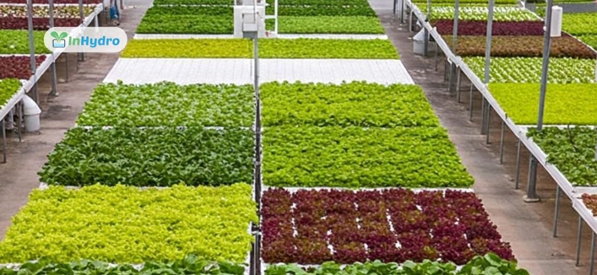 Premium Herbs from Hydroponics: How Basil, Mint & Coriander Can Drive Profits
