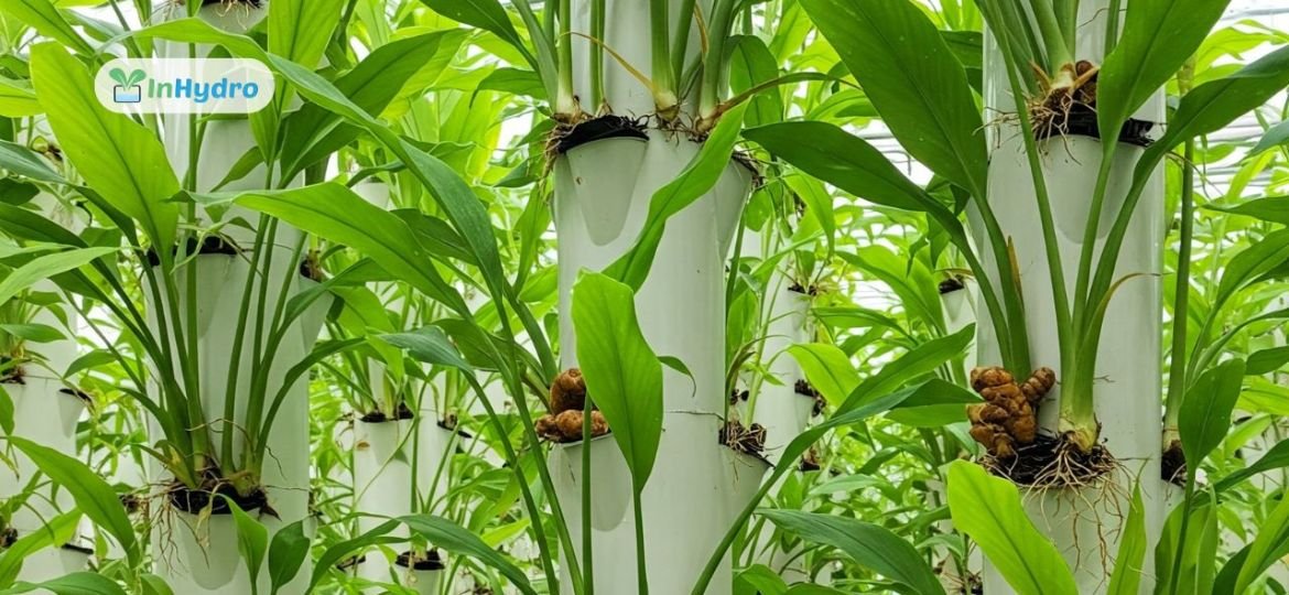 Vertical Farming for Spices: The Potential of Hydroponic Turmeric & Ginger