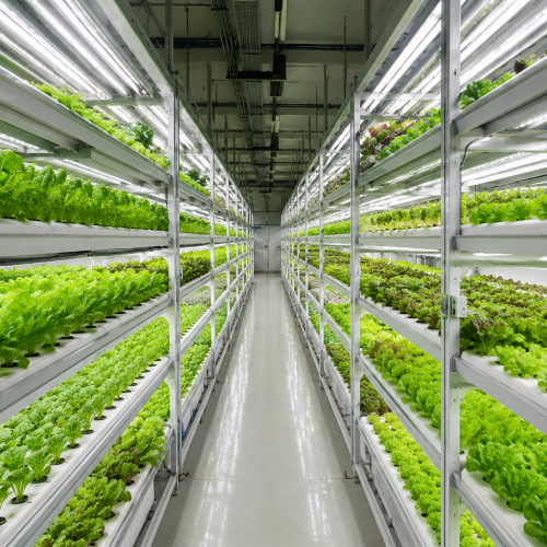 Commercial hydroponic farming system with multiple rows of leafy green vegetables