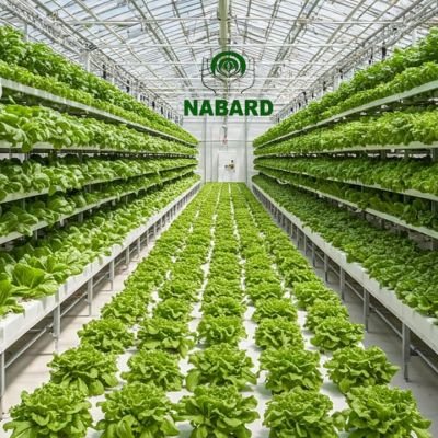 How to Apply for NABARD Subsidy for Hydroponic Greenhouses