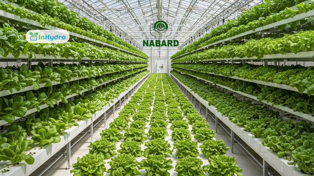How to Apply for NABARD Subsidy for Hydroponic Greenhouses
