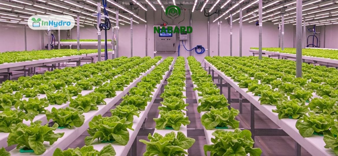 Key Challenges in Commercial Hydroponic Farming and How to Overcome Them