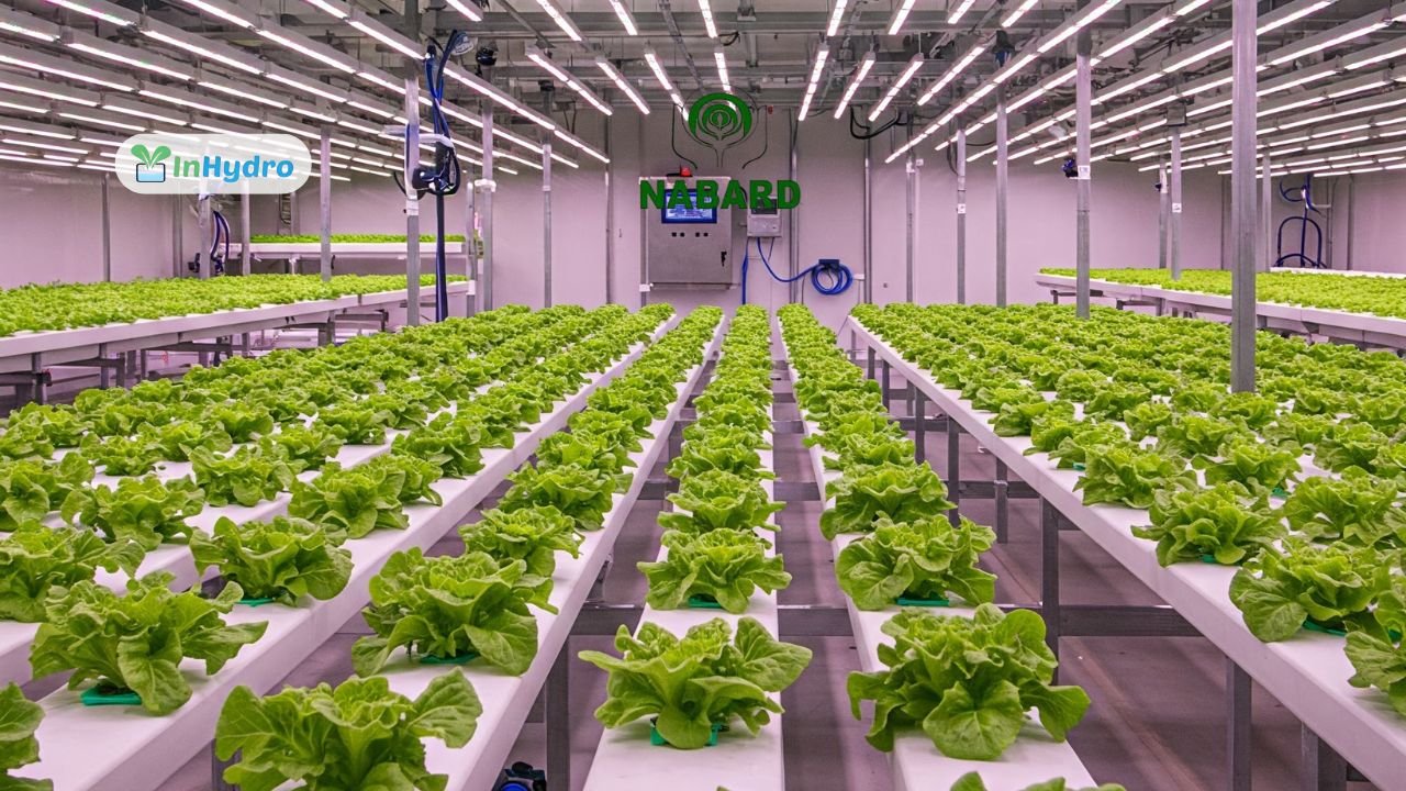 Key Challenges in Commercial Hydroponic Farming and How to Overcome Them
