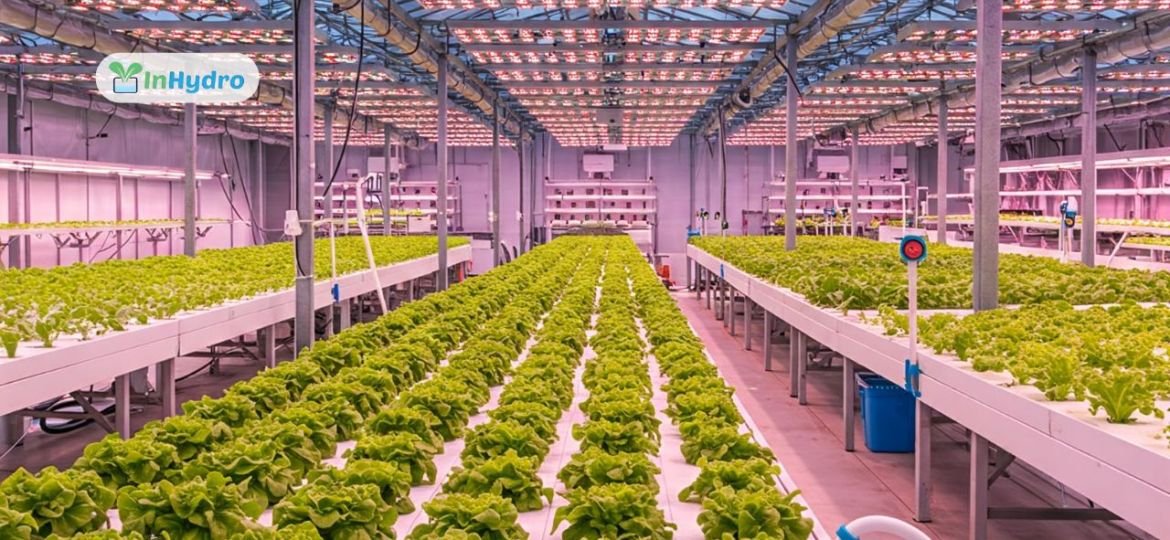 Why Greenhouse Projects Fail: Lessons from InHydro’s On-Ground Experience