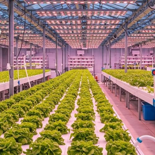 Why Greenhouse Projects Fail: Lessons from InHydro’s On-Ground Experience