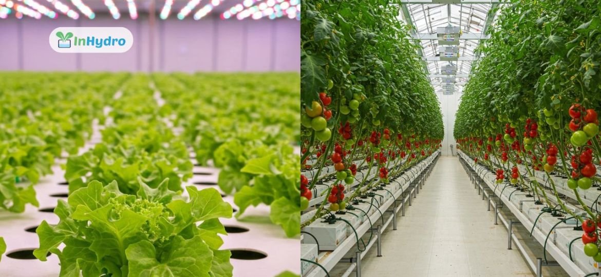Why Greenhouse Projects Fail Lessons from InHydro’s On-Ground Experience