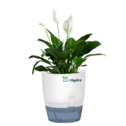 Self-Watering Hydroponic Pot with Peace Lily for Home & Office