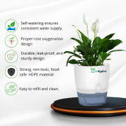 Self-Watering Hydroponic Pot with Peace Lily for Home & Office