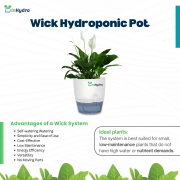 Self-Watering Hydroponic Pot with Peace Lily for Home & Office